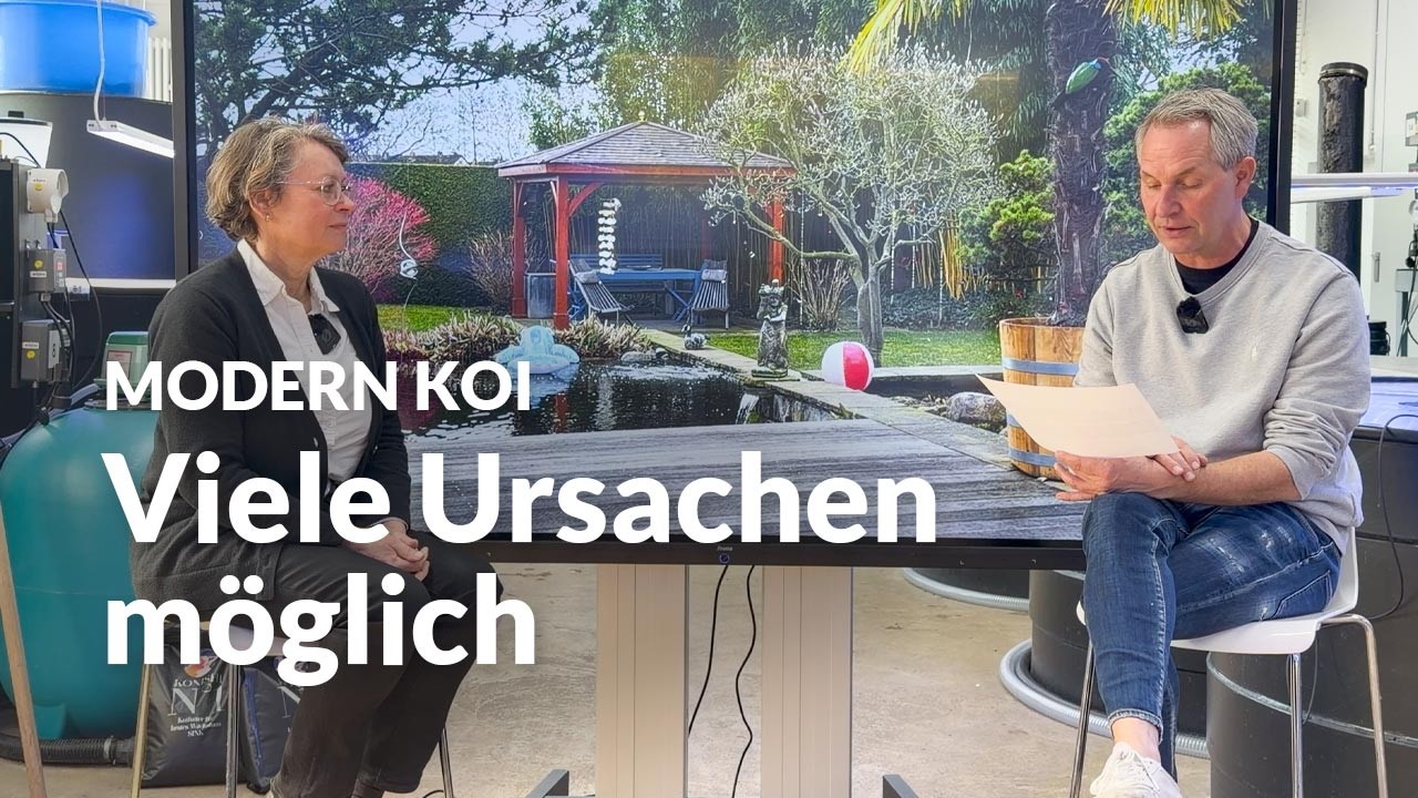 Koi steht kopfüber: ist es die Schwimmblase? | Modern Koi Blog #8024