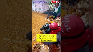 Modal Sederhana, Pipil Jagung Sekarung Jadi Kilat! #shortvideo