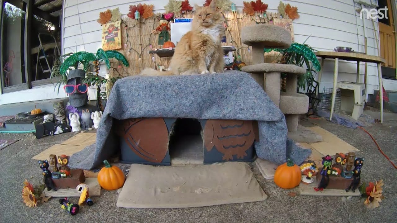 cat condo 2 mod apk Leo is indeed king of the cat cabana (M3FC 0816)