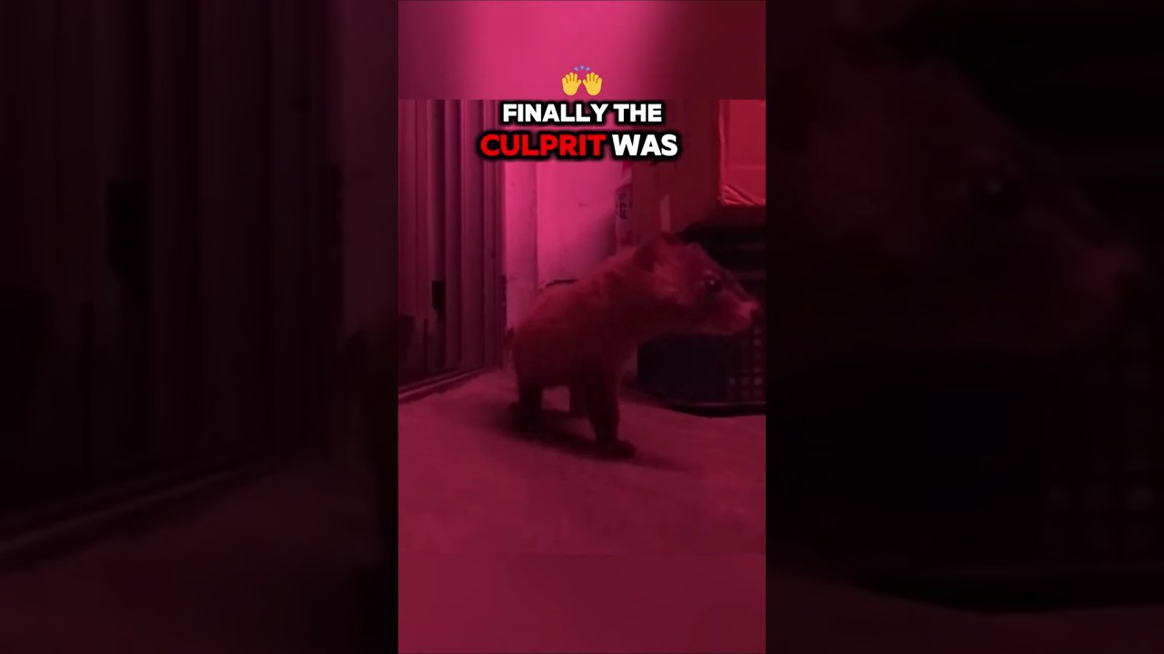 This Tiny Thief Stole from a Butcher for a Week!