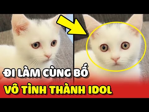 Video Bé mèo được ĐI LÀM CÙNG BỐ vô tình trở thành IDOL của... - youtube