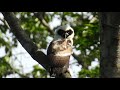 spectacled owl (Pulsatrix perspicillata)