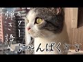 にゃんぱく宣言 ギター弾き語り コード ギター解説 さだまさし