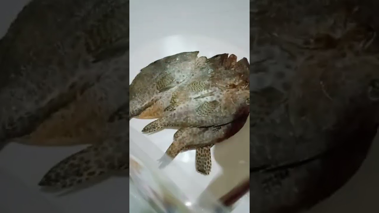 Dried Fish LapuLapuasmrsatisfying soundsyummyfishingfoodshorts