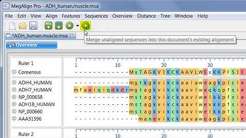DNASTAR - Merging and Realigning Sequences in MegAlign Pro