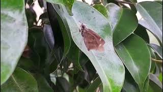 Capte un lepidoptero descansando en una hoja 