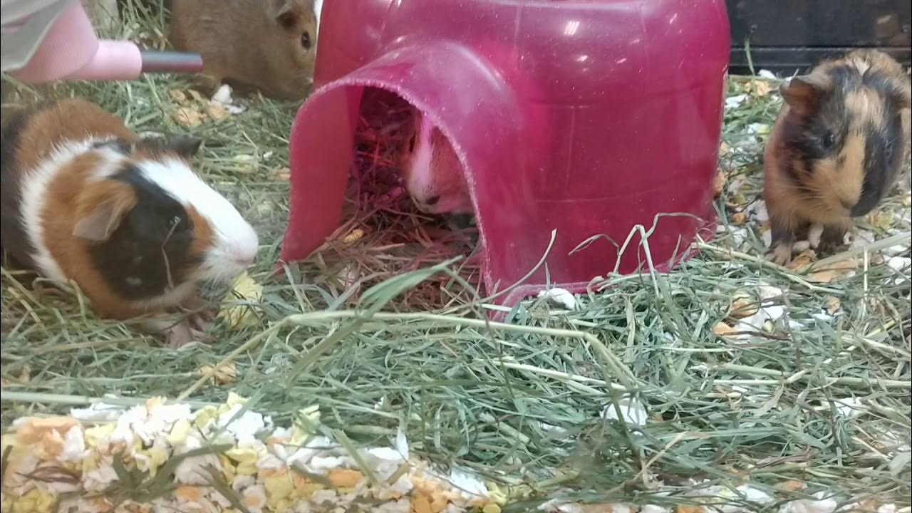 Guinea Pigs At PetSmart YouTube