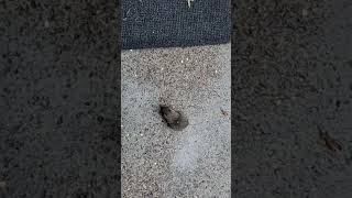 chunky Butt Duluth Mn. D.D. House member and friend.