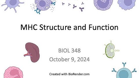 Immunology Fall 2024: Lecture 17 MHC Structure and Function