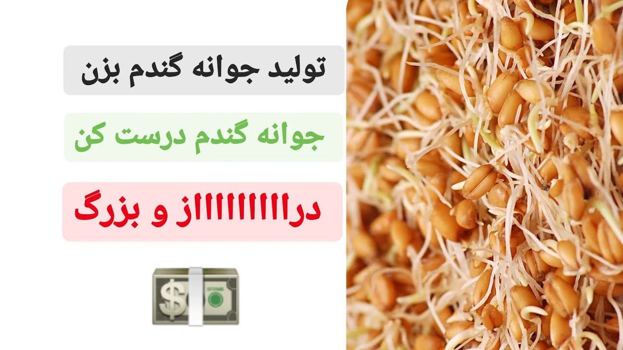 جوانه گندم به روش ام درست کردن جوانه گندم در منزل جوونه گندم جوانه گندم درشت و بازاری