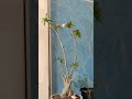 #plantas #cactosesuculentas #flores#vasodecimento #rosadodesertoflores #garden #viral