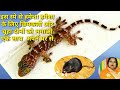 छिपकली भगाये इस स्पे से अपने घर से हमेशा  हमेशा के लिए /  lizard bhagane ke gharelu upay