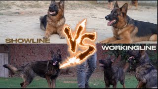 Show Line VS Working Line German Shepherd | Which is better & Price | #2024