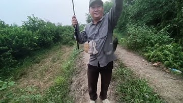 câu cá trê cá rô bự chà bá ở Đức Huệ nè