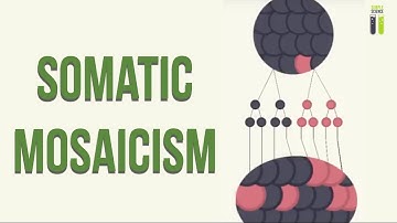Mosaicisms - Part 2 - Somatic Mosaicism