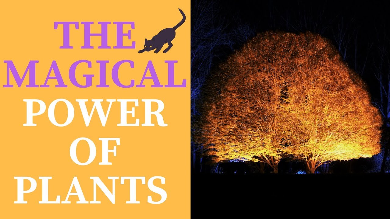 Wicca Herbal Magic ~ The Magical Power of Plants