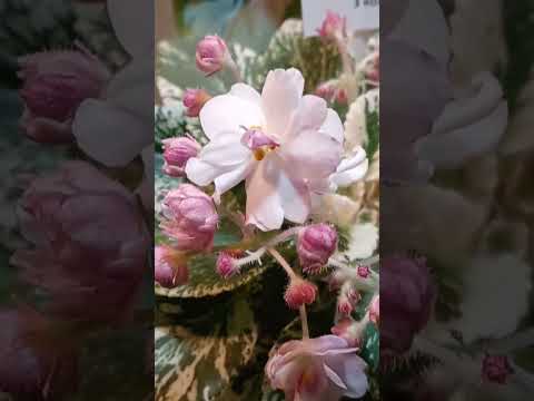 МИНИ ФИАЛКА 'МОЛОЧНЫЕ
