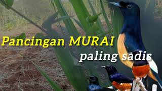Download Lagu pancingan murai paling sadis MP3
