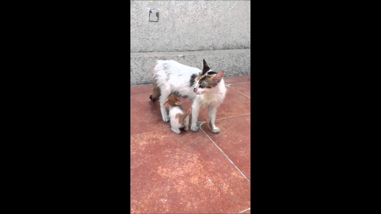 comment tuer bebe chat