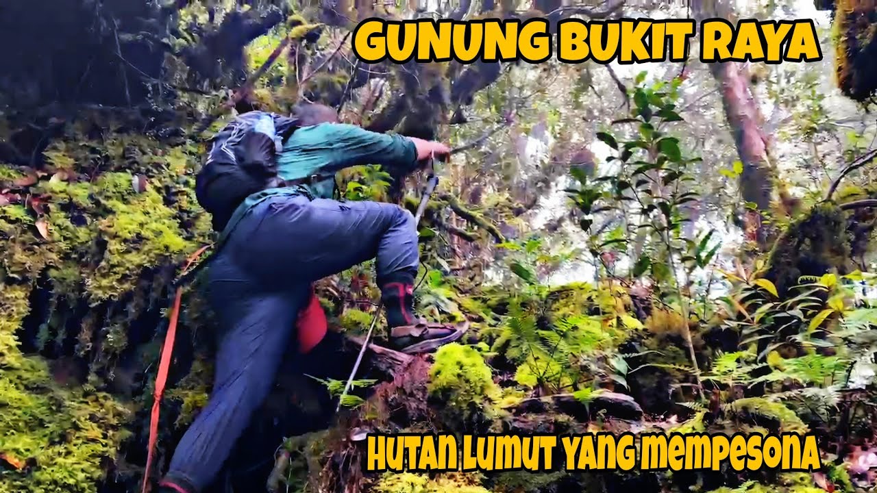 GUNUNG BUKIT RAYA Via DESA TUMBANG HABANGOI | Kec.PETAK MALAI | Kab. KATINGAN | KALIMANTANTAN TENGAH