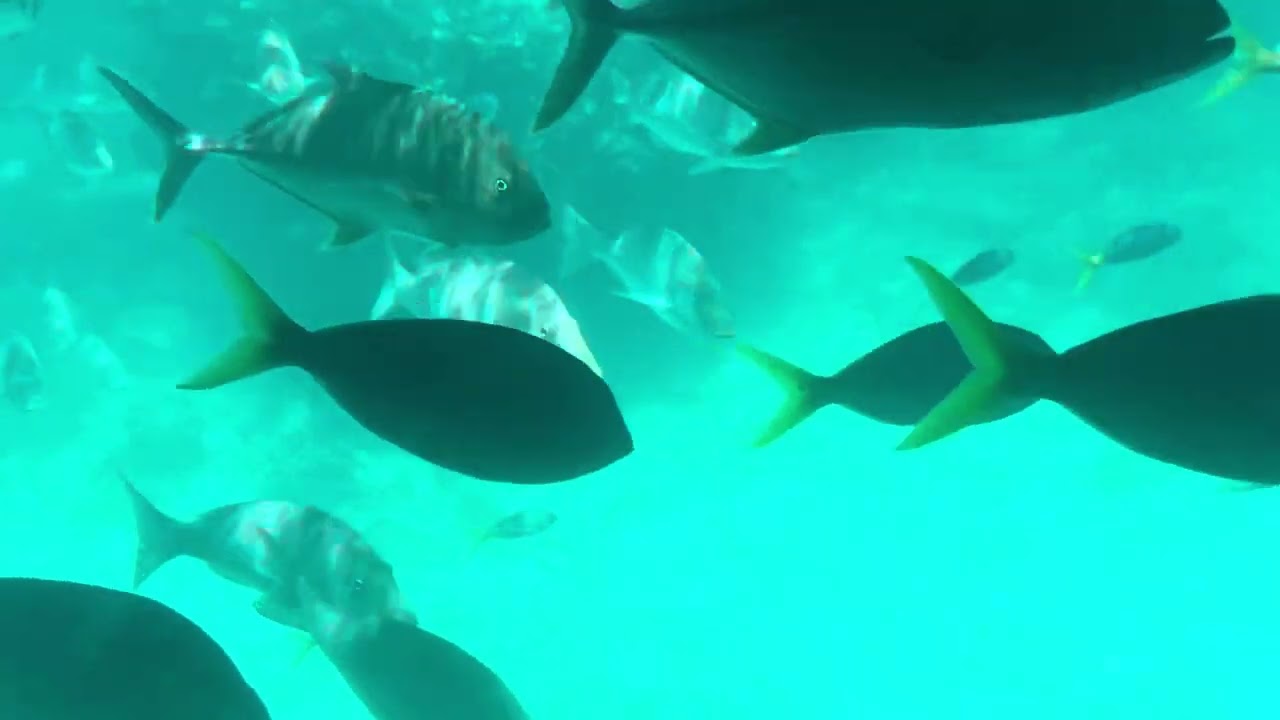 Great Barrier reef Green Island Semi submarine tour, Cairns, Australia