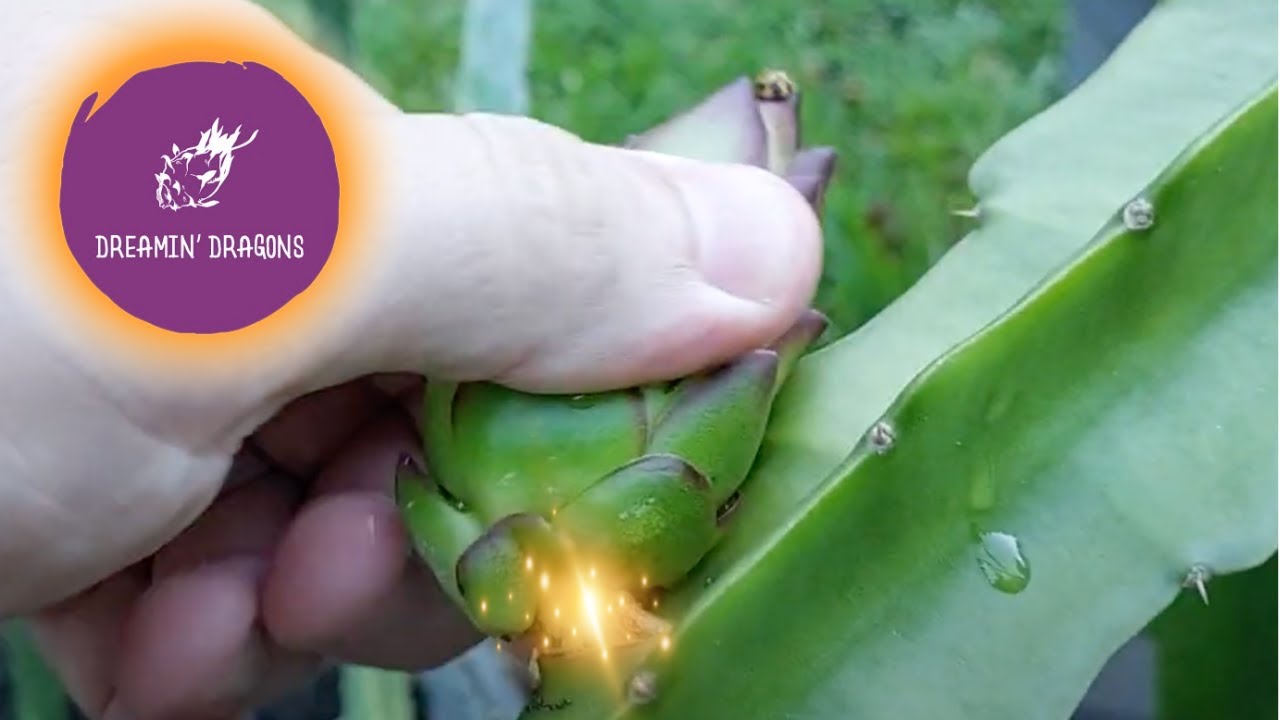 No Pain, No Gain! Taking one for your Dragon..