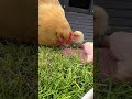 Apple the broody hen teaching her chicks to trust us #chickens #babychicks #freerangechickens