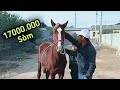 QASHQA TOY SOTILADI. 17000.000 SÒM. OT BOZOR. продаю лошады.