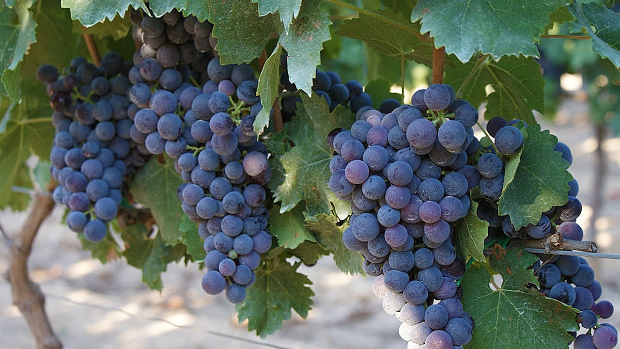 Alla scoperta del Nero di Troia