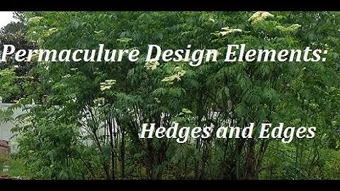 Permaculture Design Elements:  Hedges and Edges Part One