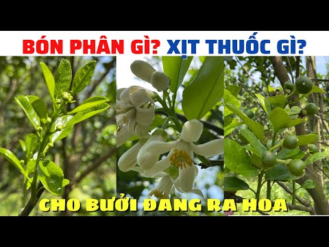 Video Bưởi Ra Hoa: Bón Phân Gì? Xịt Thuốc Gì? Mấu Chốt Để... - youtube