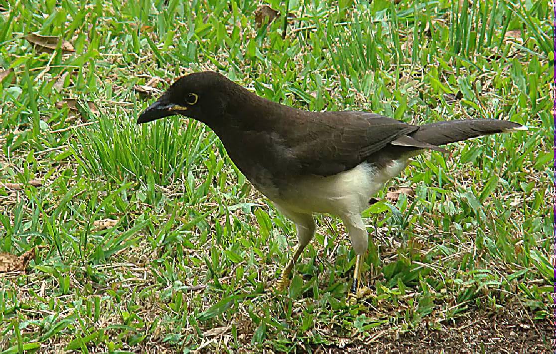Chara Papán Cantando Sonido para Llamar El Mejor