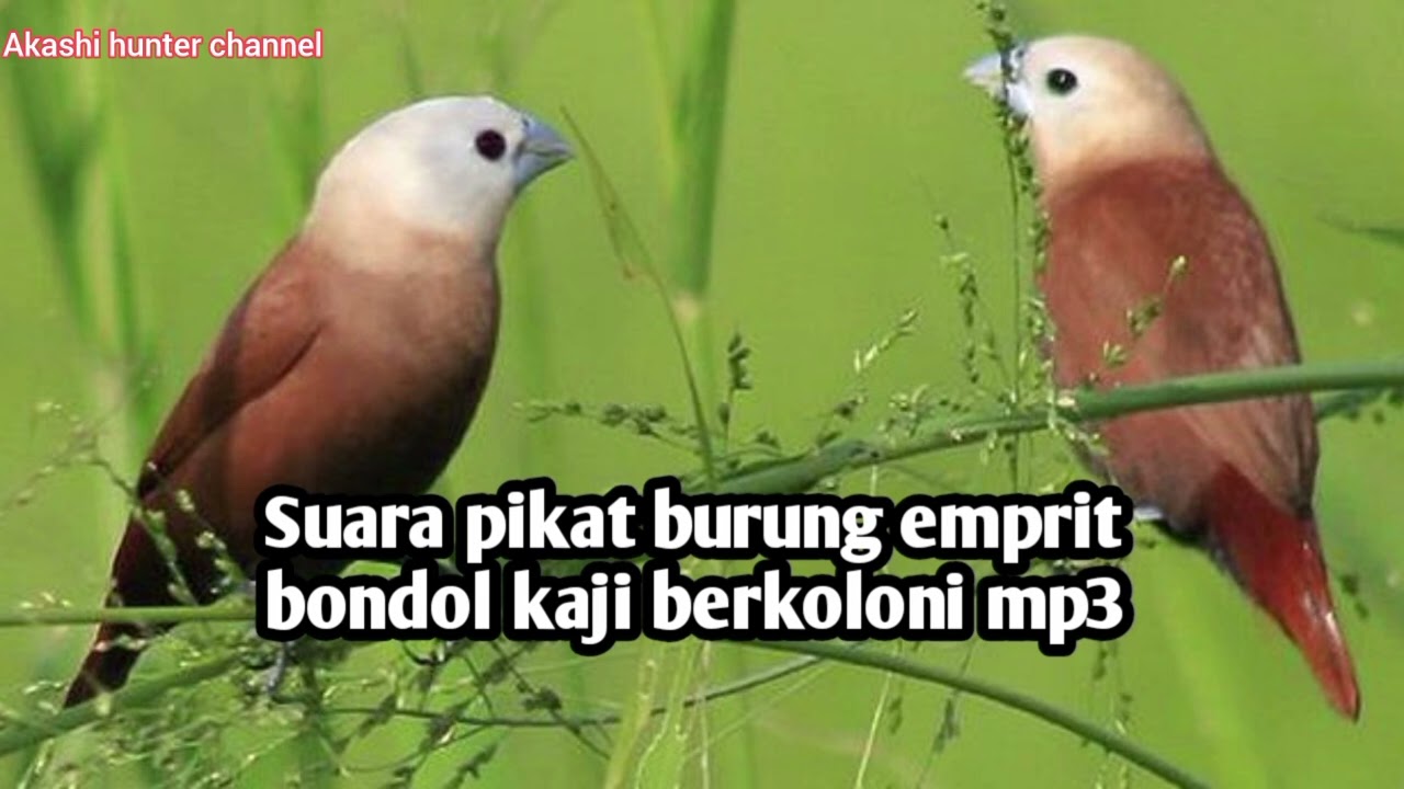 Suara pikat burung emprit bondol kaji berkoloni mp3