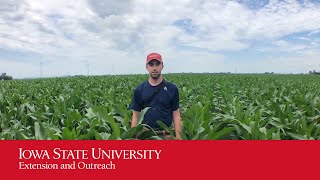 Corn Edge Effect Research