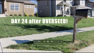 24 DAYS SINCE OVERSEEDING