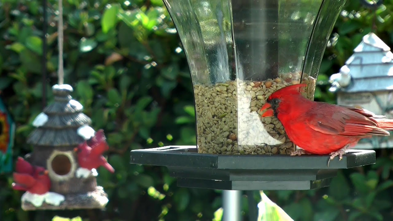 Bird Feeder Cam Fyv 1080 Hd Youtube