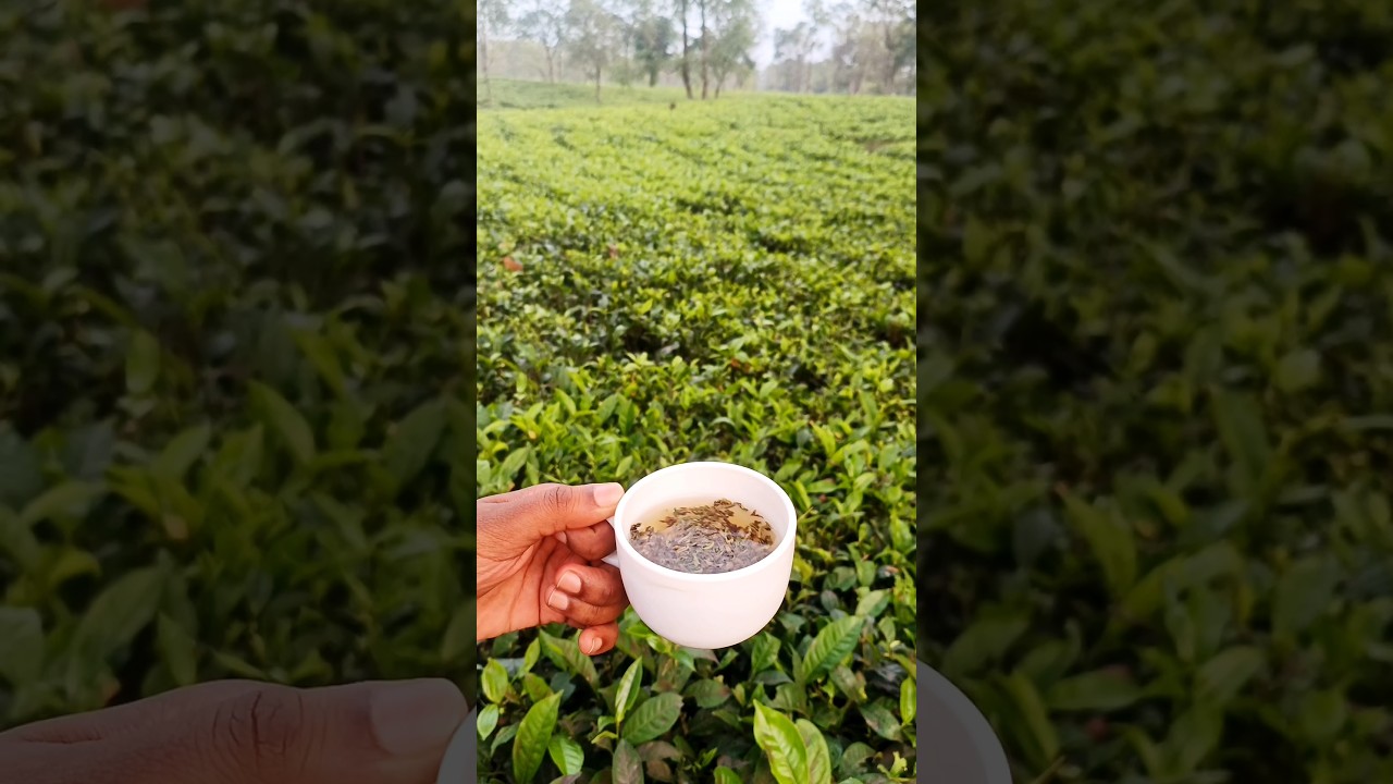 The Great Tea Debate: Green vs Sweet.