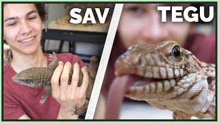 Why Tegus Are Better Than Savannah Monitors