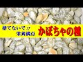 かぼちゃの種の食べ方（パンプキンシード）