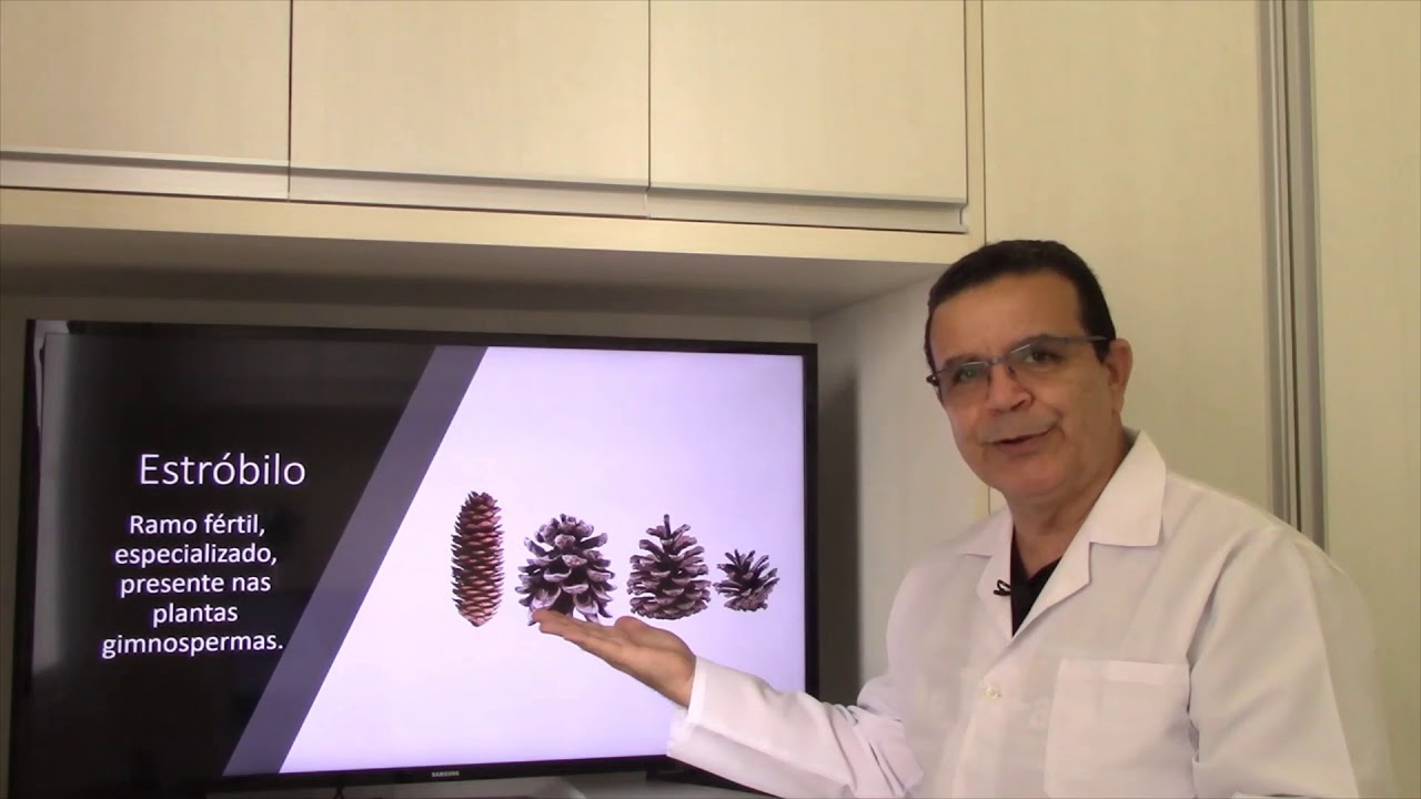 ESTRÓBILOS. Você sabe o que são ? - YouTube