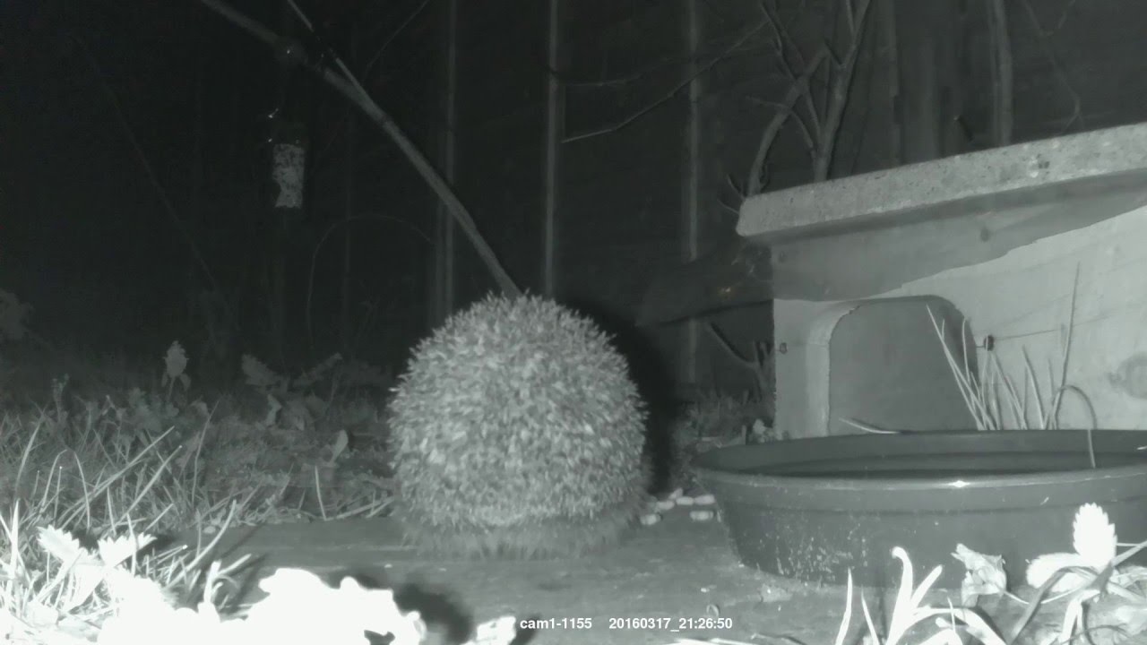 hedgehog night vision camera