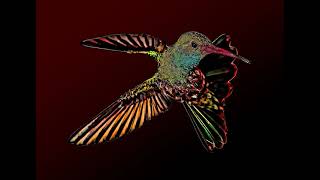 Hummingbird Cocoon (1990)