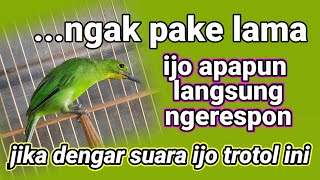 cucak ijo LAIN DIJAMIN NGAMUK JIKA DENGAR cucak ijo JAHAT TROTOL INI