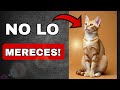 5 Razones por las Que no te Mereces a tu GATO 😺
