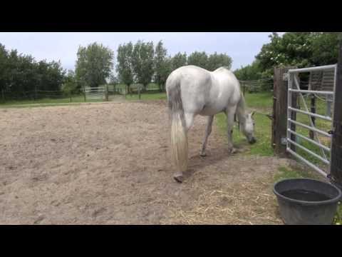 วีดีโอ: Castrating A Horse – ช่วงเวลาการสอนสัตวแพทย์