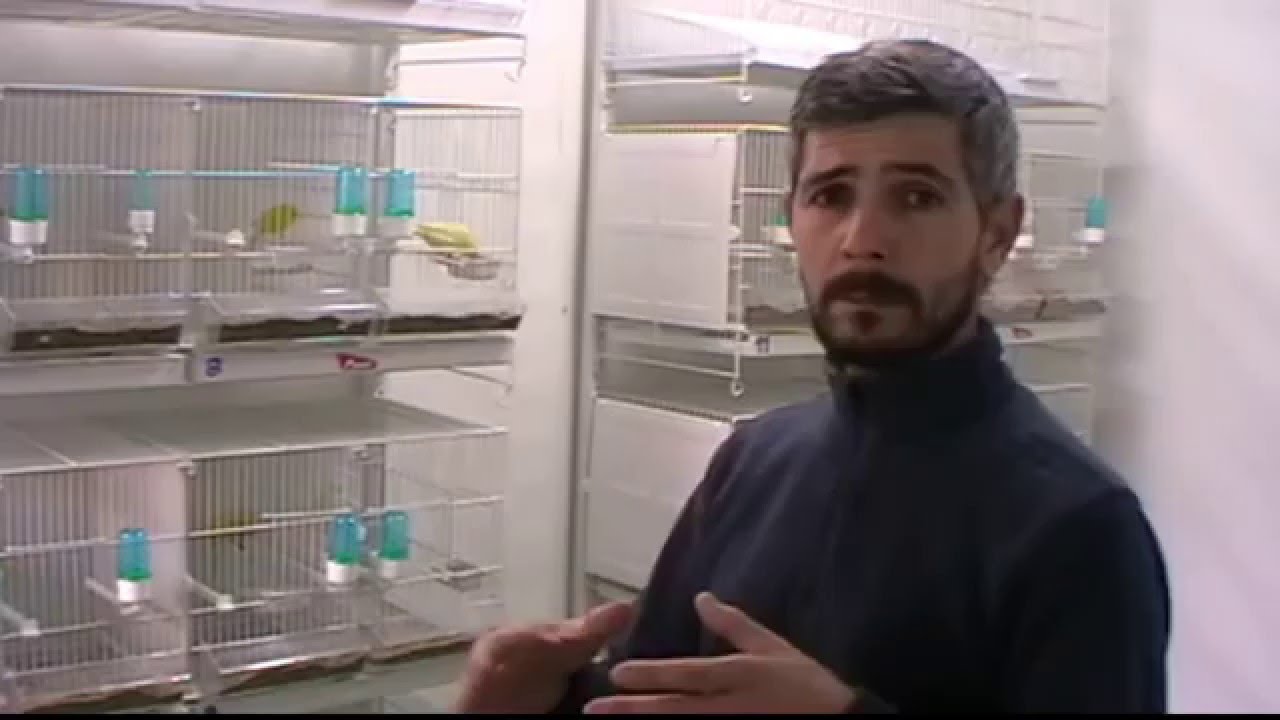 La cría de canarios ( como encelar los canarios ) - YouTube