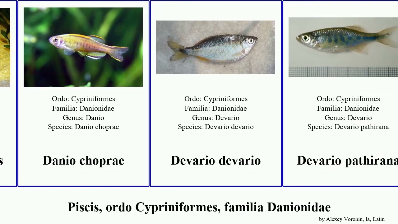 Piscis, ordo Cypriniformes, familia Danionidae fish Devario Whales albolineatus Rasboroides Heads
