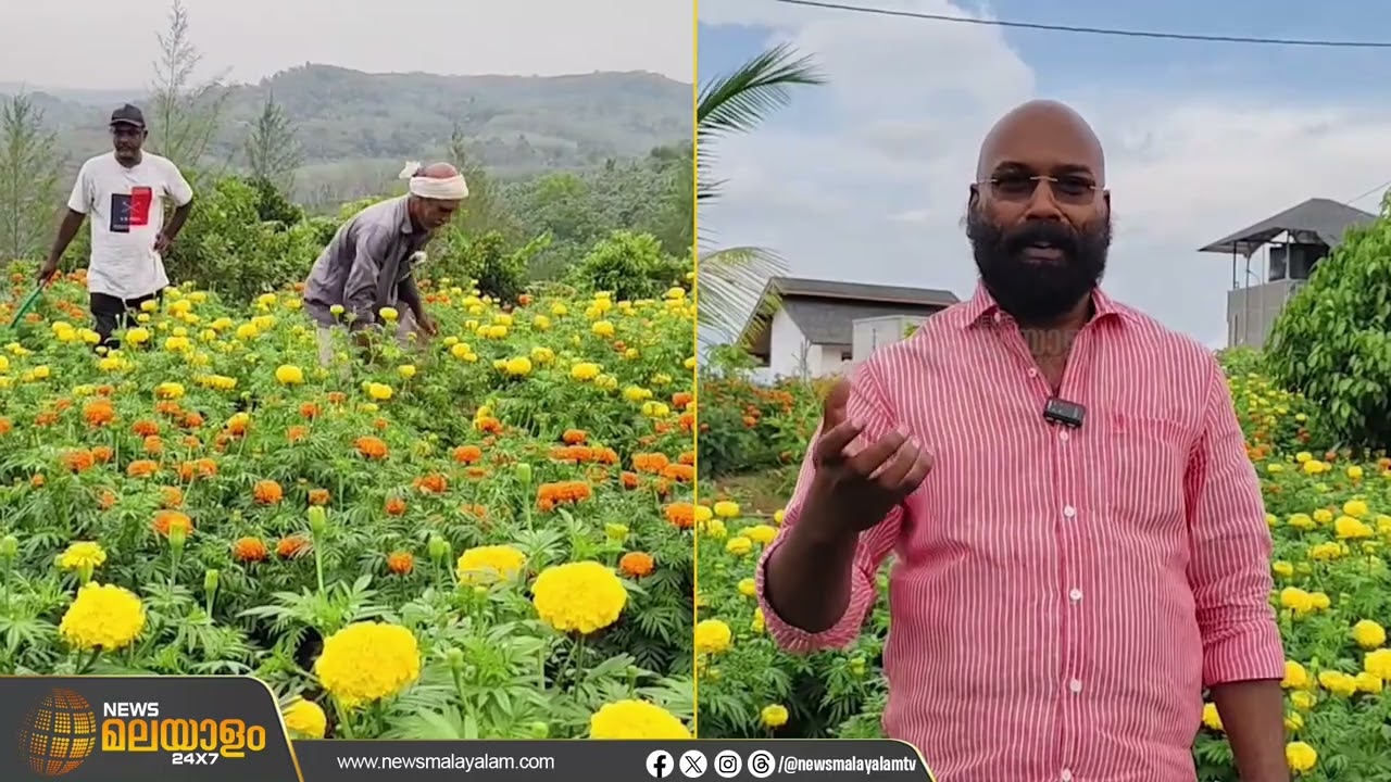 തിരുവനന്തപുരത്തെ പാലോട് വൃന്ദാവനം ഹിൽസിൽ ചെണ്ടുമല്ലിക പൂന്തോട്ടം ഒരുങ്ങി