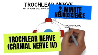 2-Minute Neuroscience: Trochlear Nerve (Cranial Nerve IV)