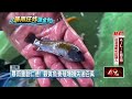 「魚塭水滿溢」觀賞魚溜了　台南仁德養殖場損失破百萬